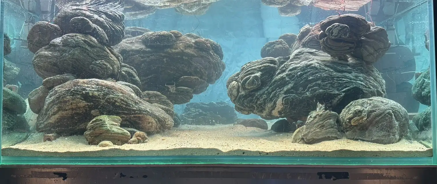 Aquascaping steps - Connecting - IAPLC 2025 Honor Prize - Long Tran Hoang / Vietnam